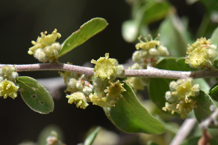 Las Animas Nakedwood has inconspicuous flowers that may appear greenish, yellowish or whitish. Flowers produce a 3 celled drupe-like fruit, a capsule that may be persistent and drop in 3 to 6 months or more. Colubrina californica 